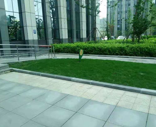 合肥軒晨 園林綠化養(yǎng)護 新站區(qū)園林綠化
