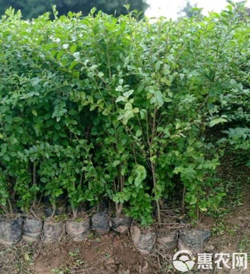 小葉女貞 小葉女貞苗 陜西小葉女貞樹苗 基地批發(fā) 直銷價(jià)格
