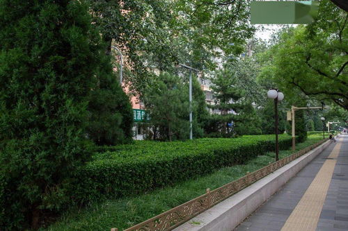 海淀區(qū)園林綠化局開展海淀重點(diǎn)地區(qū)冬季綠化景觀環(huán)境保障方案現(xiàn)場調(diào)研