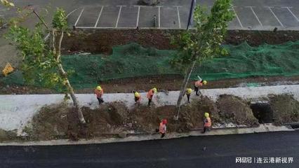 東海245省道改造綠化工程喜摘市園林綠化優(yōu)質(zhì)工程獎(jiǎng)