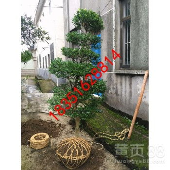 【蘇州市梅花樹、私家庭院別墅綠化工程、別墅綠化苗木、景觀設計綠化施工】-