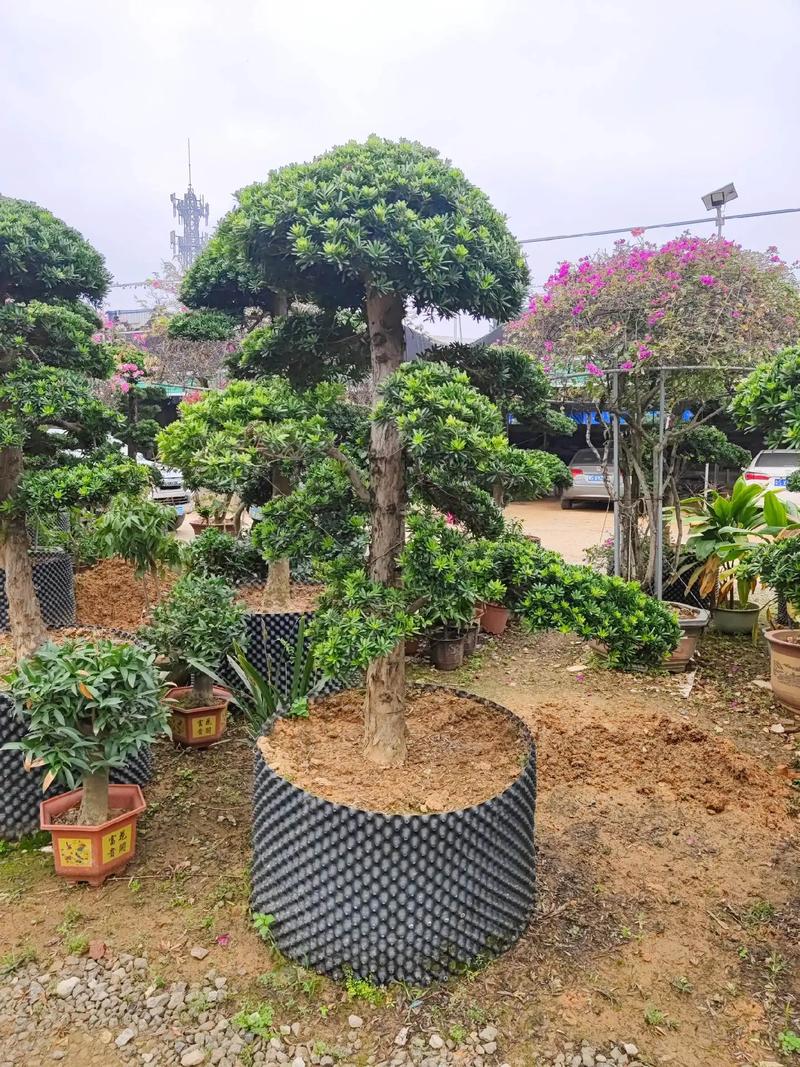 馬上4月了,3月份施工現場#園林綠化工程 #現場實拍 #花卉