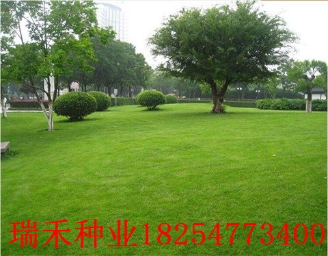高羊茅草坪種子用什么草籽